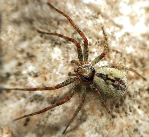 Réf. 100 372 : Philodromus praedatus