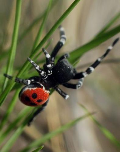 Réf. 100 601 : Eresus sp.