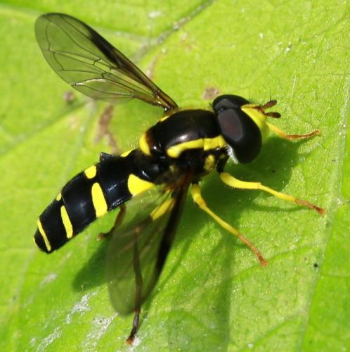Réf. 100 834 : Philhelius sp.
