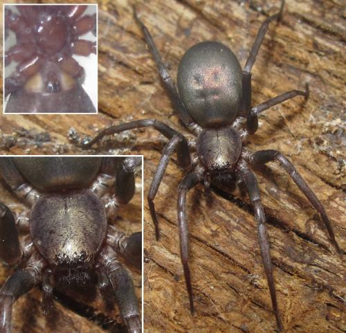 Réf. 100 300 : Sagana rutilans