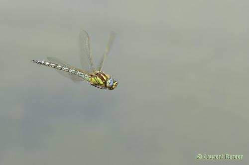 Réf. 100 612 : Brachytron pratense