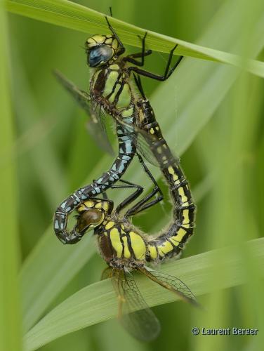 Réf. 100 605 : Brachytron pratense