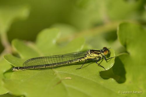 Erythromma najas