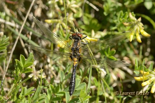 Réf. 100 862 : Leucorrhinia caudalis