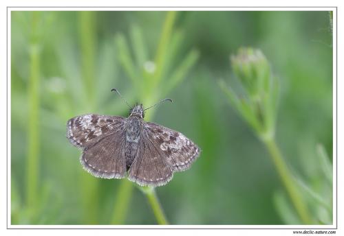 Erynnis tages