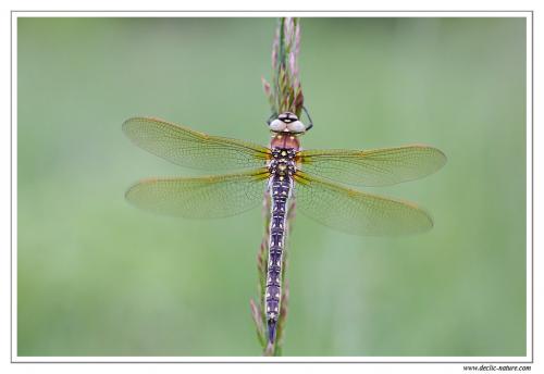 Réf. 100 589 : Brachytron pratense