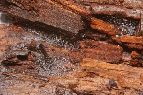 Réf. 100 310 : Cerotelion striatum