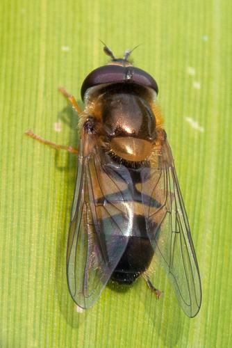 Réf. 100 004 : Epistrophe eligans