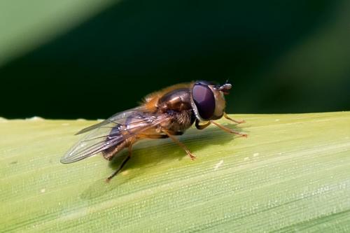 Réf. 100 003 : Epistrophe eligans