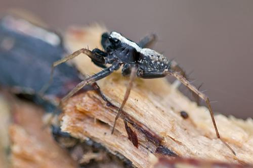 Réf. 100 138 : Pardosa sp.