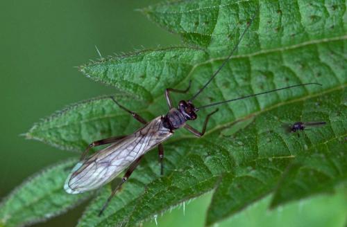 Nemoura cinerea