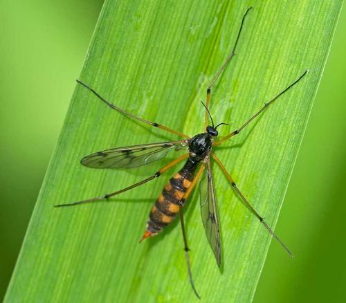 Réf. 100 191 : Ptychoptera contaminata