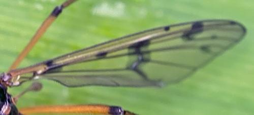 Ptychoptera contaminata