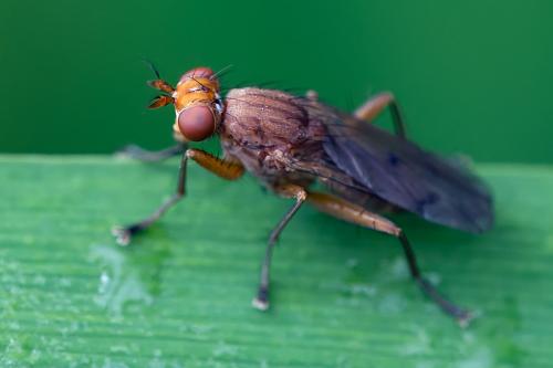 Tetanocera ferruginea