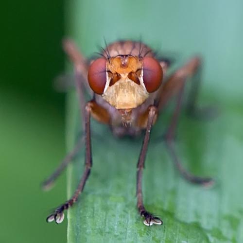Tetanocera ferruginea