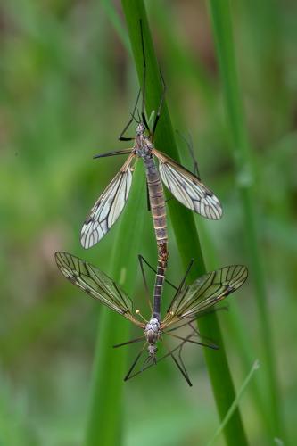 Tipula varipennis