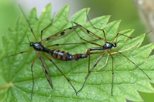 Ptychoptera contaminata