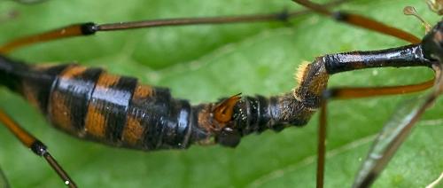 Ptychoptera contaminata