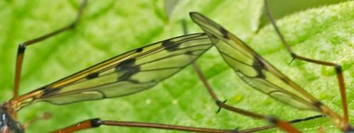 Ptychoptera contaminata