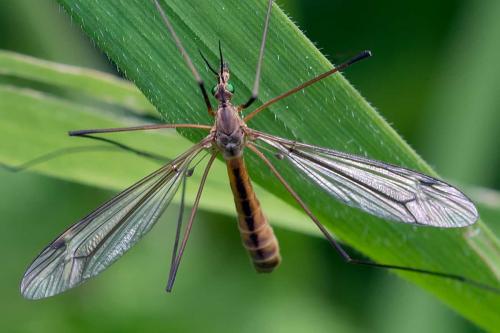 Tipula vernalis