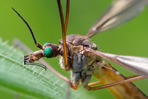 Tipula vernalis