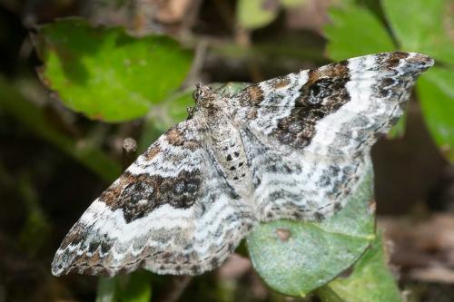 Epirrhoe alternata