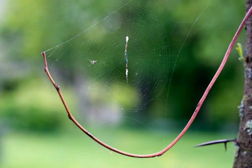 Cyclosa conica