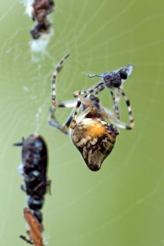 Cyclosa conica