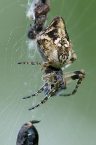 Cyclosa conica