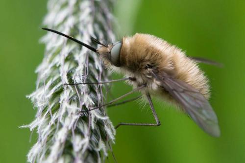 Réf. 100 785 : Bombylius sp.