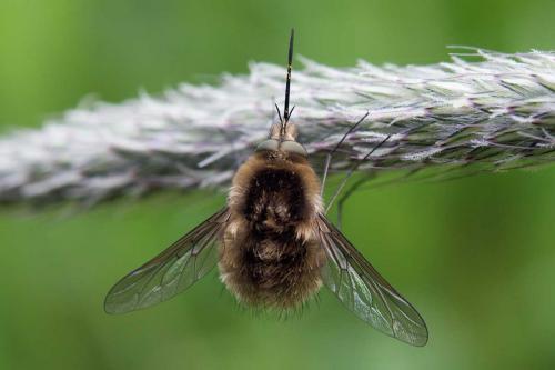 Bombylius sp.