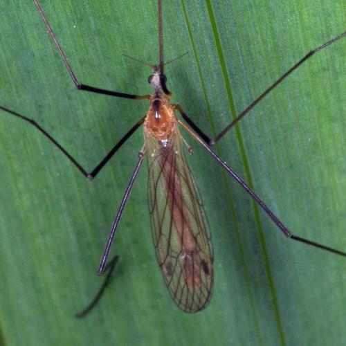 Réf. 100 927 : Euphylidorea dispar