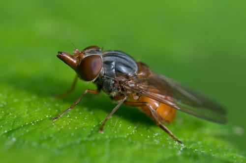 Réf. 100 942 : Rhingia campestris
