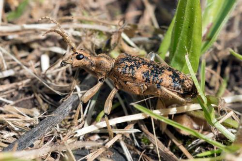 Réf. 100 973 : Rhagium sycophanta