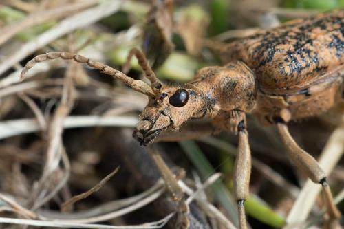 Réf. 100 974 : Rhagium sycophanta