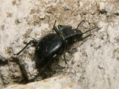 Akis acuminata