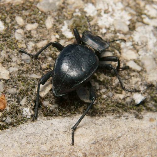 Akis acuminata