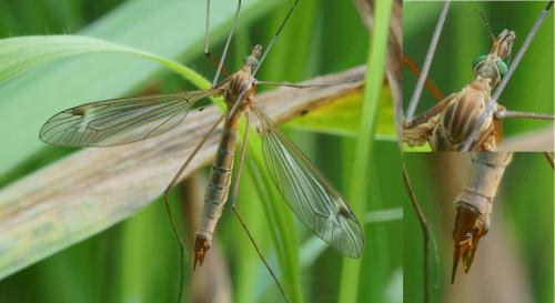 Tipula bezzii
