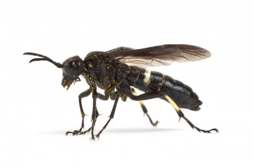 Réf. 100 969 : Cephaledo bifasciata bifasciata