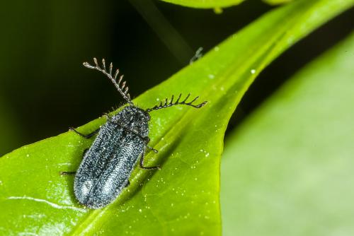 Réf. 100 642 : Aplocnemus coeruleatus