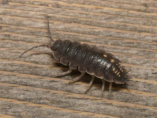 Porcellio ornatus