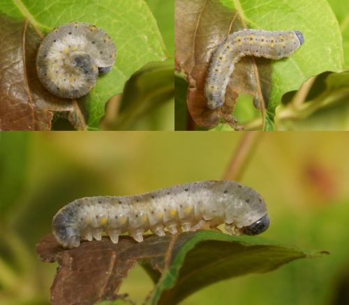 Abia sp.