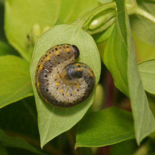 Abia sp.