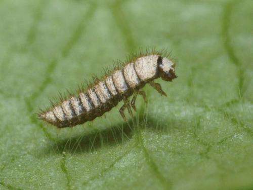 Réf. 100 922 : Lagria sp.