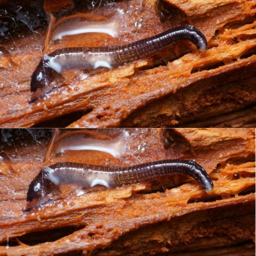 Réf. 100 309 : Cerotelion striatum
