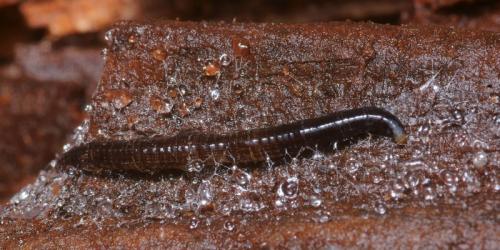 Réf. 100 311 : Cerotelion striatum