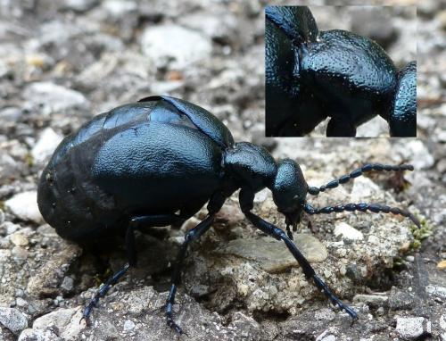 Réf. 100 555 : Meloe violaceus