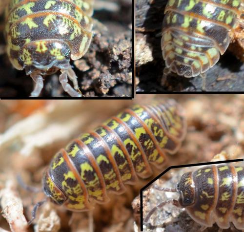 Armadillidium pictum
