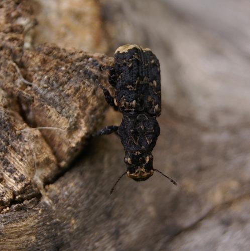 Réf. 100 454 : Platyrhinus resinosus