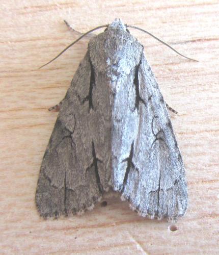 Réf. 100 274 : Acronicta sp.